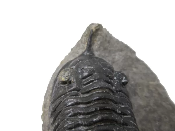 Genuine Devonian Morocconites Trilobite For Sale from Morocco 12a