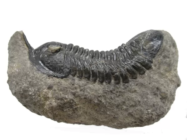 Genuine Devonian Morocconites Trilobite For Sale from Morocco 12b