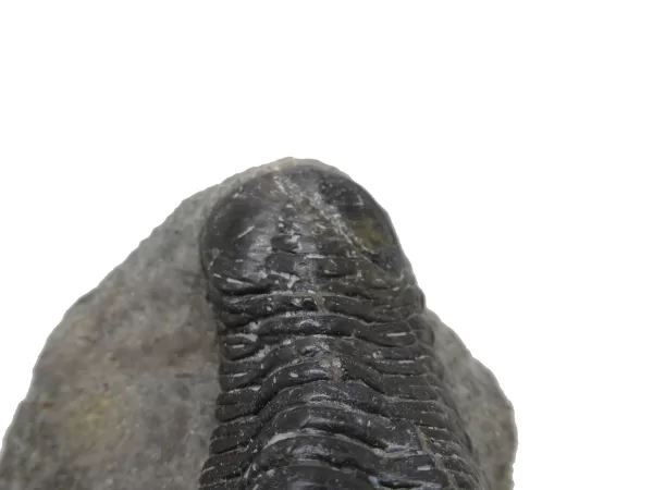 Genuine Devonian Morocconites Trilobite For Sale from Morocco 12c