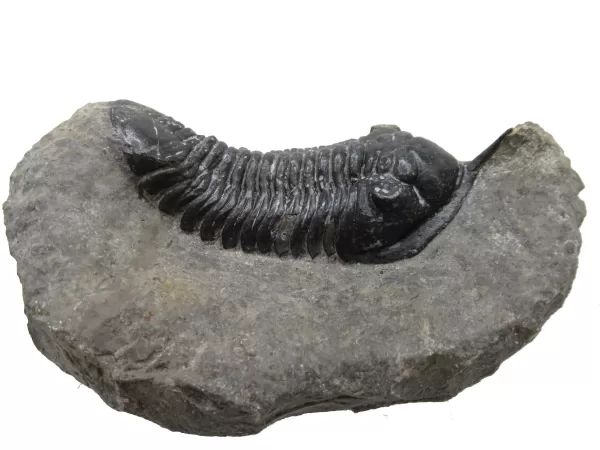 Genuine Devonian Morocconites Trilobite For Sale from Morocco 12d