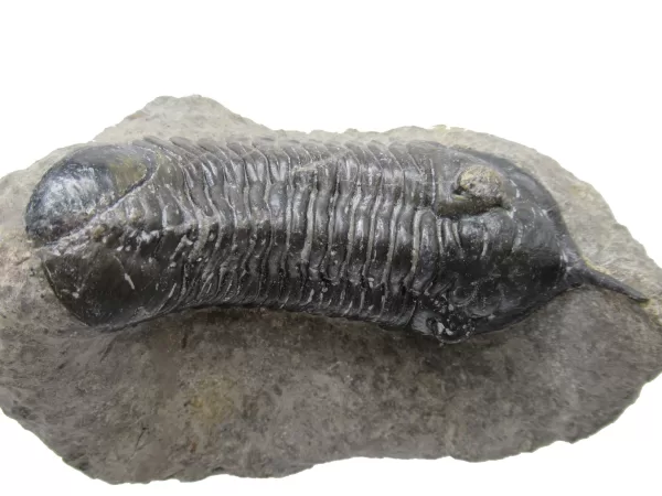 Genuine Devonian Morocconites Trilobite For Sale from Morocco 12e