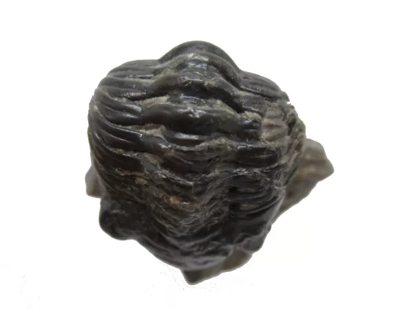 Genuine Devonian Morocconites Trilobite For Sale from Morocco 2d