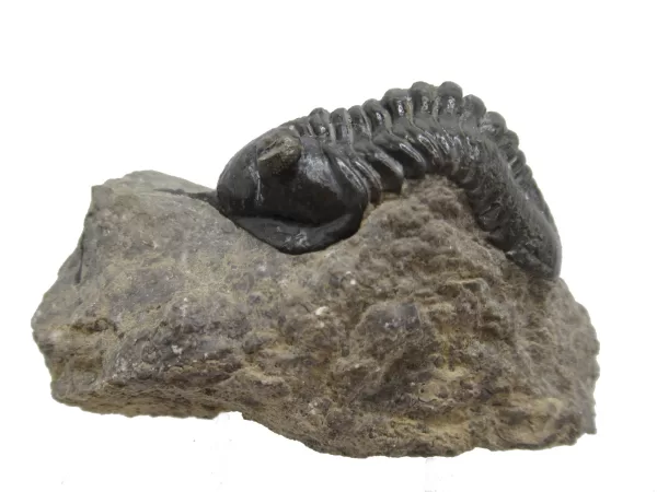 Genuine Devonian Morocconites Trilobite For Sale from Morocco 3b