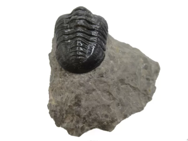 Genuine Devonian Morocconites Trilobite For Sale from Morocco 3c