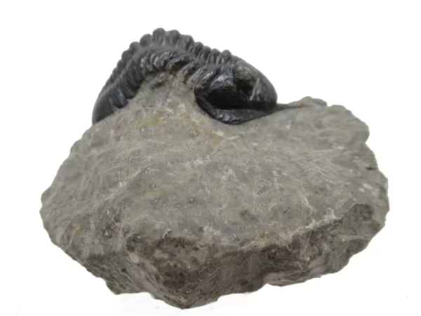 Genuine Devonian Morocconites Trilobite For Sale from Morocco 3d