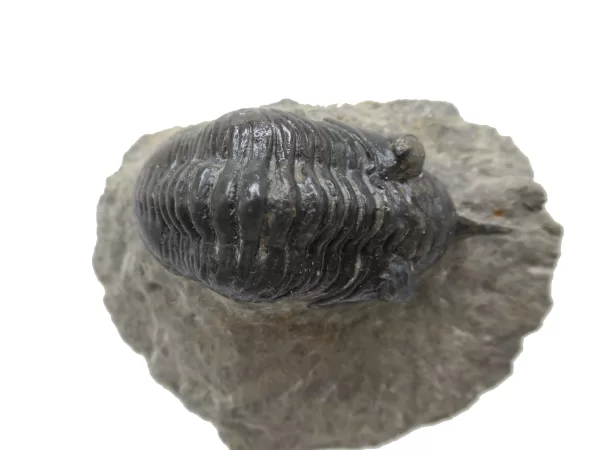 Genuine Devonian Morocconites Trilobite For Sale from Morocco 3e