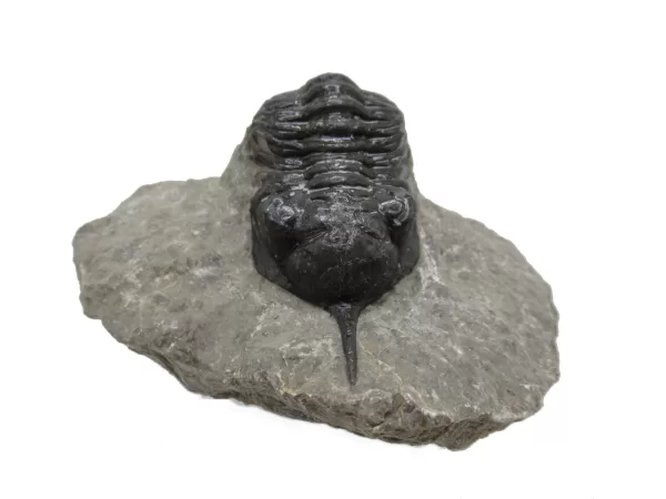 Genuine Devonian Morocconites Trilobite For Sale from Morocco 4