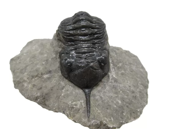 Genuine Devonian Morocconites Trilobite For Sale from Morocco 4a