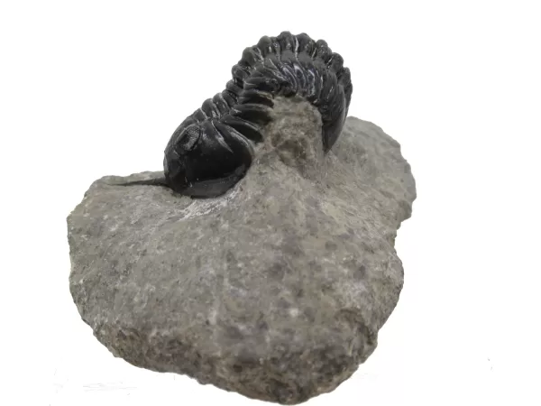 Genuine Devonian Morocconites Trilobite For Sale from Morocco 4b