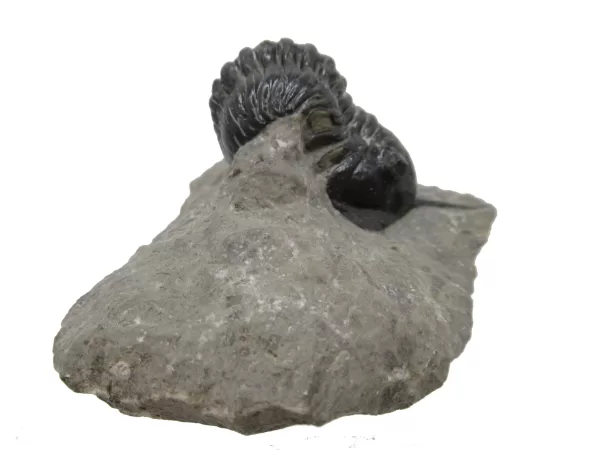 Genuine Devonian Morocconites Trilobite For Sale from Morocco 4d