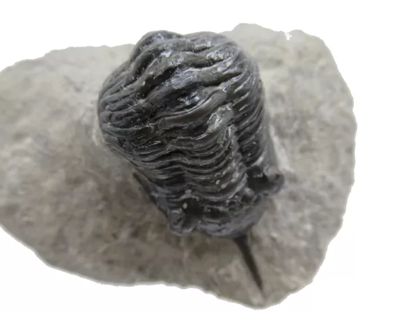 Genuine Devonian Morocconites Trilobite For Sale from Morocco 4e