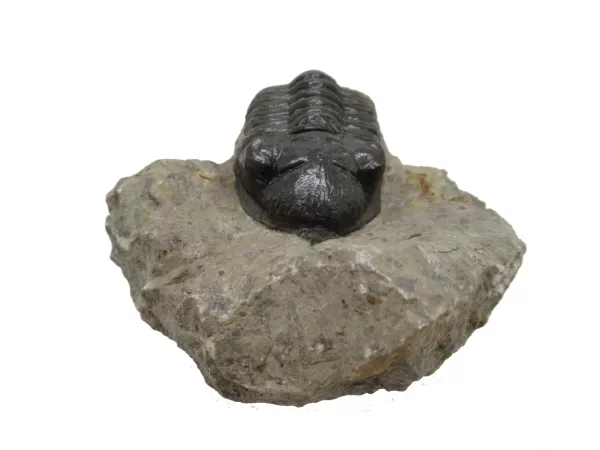 Genuine Devonian Morocconites Trilobite For Sale from Morocco 5