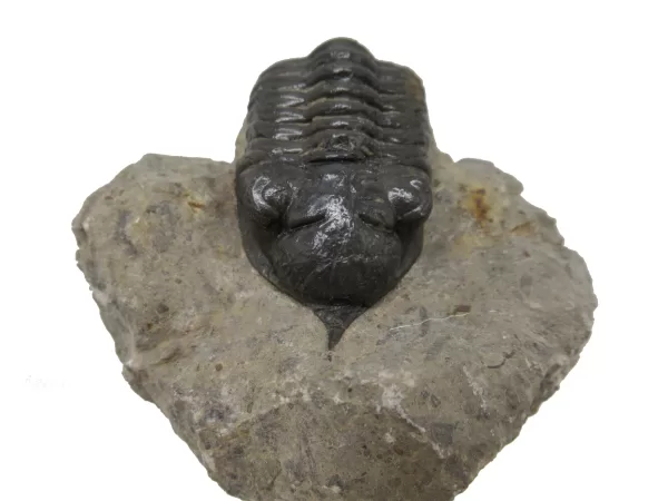 Genuine Devonian Morocconites Trilobite For Sale from Morocco 5a