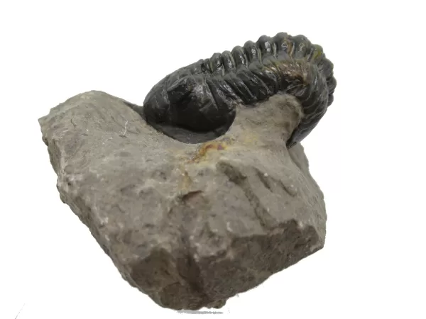 Genuine Devonian Morocconites Trilobite For Sale from Morocco 5b