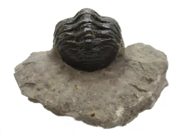 Genuine Devonian Morocconites Trilobite For Sale from Morocco 5c