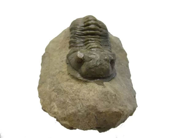 Genuine Devonian Morocconites Trilobite For Sale from Morocco 6