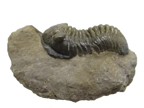 Genuine Devonian Morocconites Trilobite For Sale from Morocco 6c