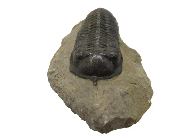 Genuine Devonian Morocconites Trilobite For Sale from Morocco 8