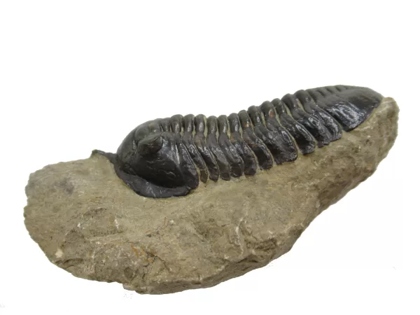 Genuine Devonian Morocconites Trilobite For Sale from Morocco 8b