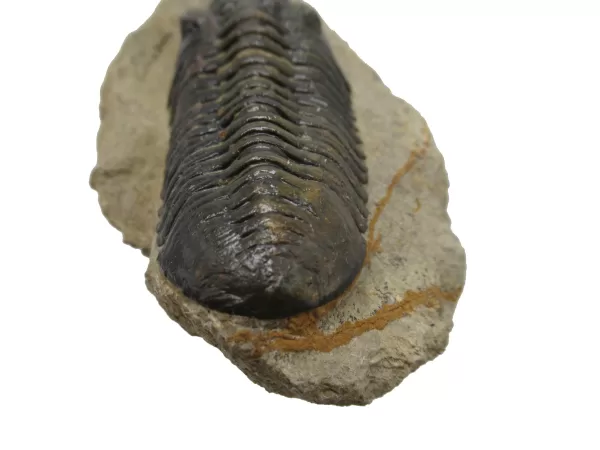 Genuine Devonian Morocconites Trilobite For Sale from Morocco 8c