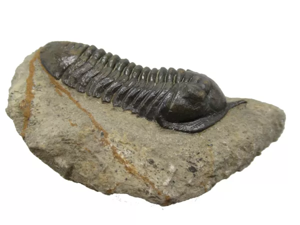 Genuine Devonian Morocconites Trilobite For Sale from Morocco 8d