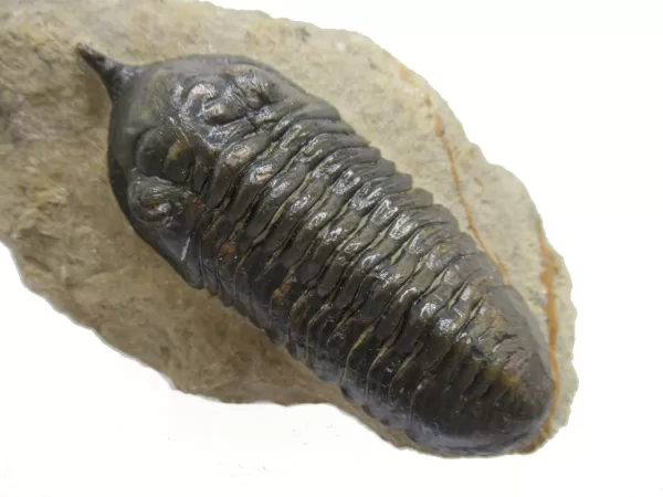 Genuine Devonian Morocconites Trilobite For Sale from Morocco 8e