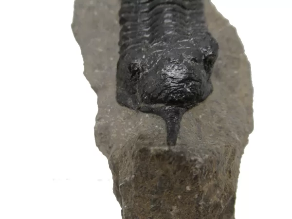 Genuine Devonian Morocconites Trilobite For Sale from Morocco 9a