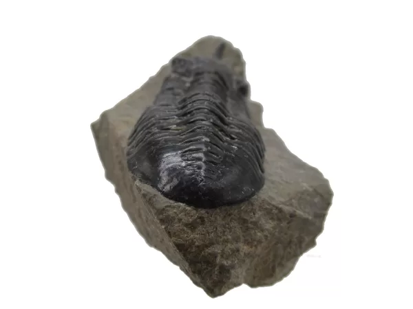 Genuine Devonian Morocconites Trilobite For Sale from Morocco 9c