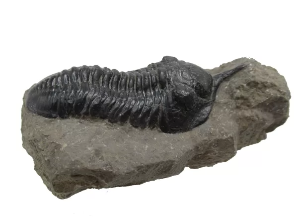 Genuine Devonian Morocconites Trilobite For Sale from Morocco 9d