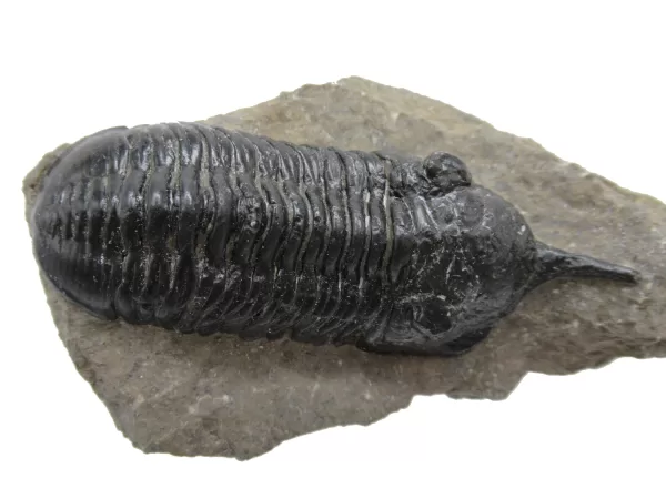 Genuine Devonian Morocconites Trilobite For Sale from Morocco 9e