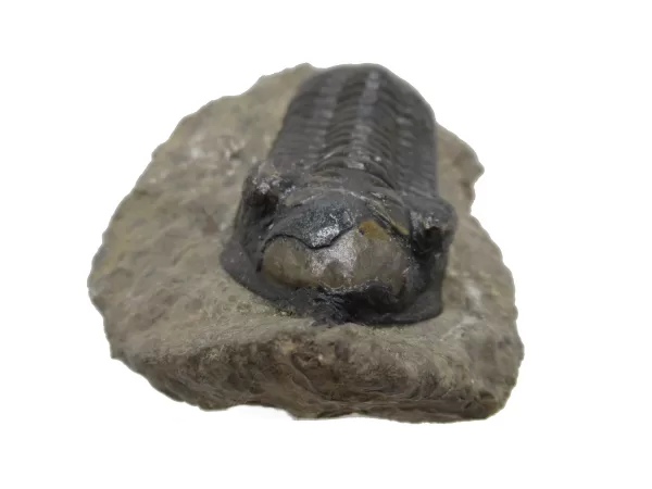 Genuine Devonian Morocconites Trilobite For Sale from Morocco 11