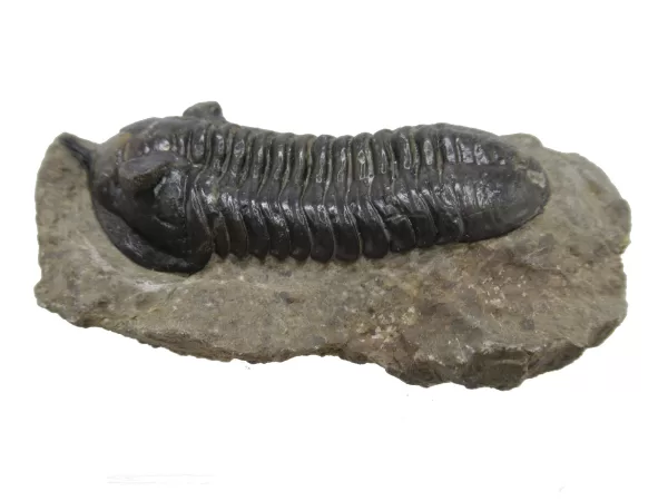 Genuine Devonian Morocconites Trilobite For Sale from Morocco 11b