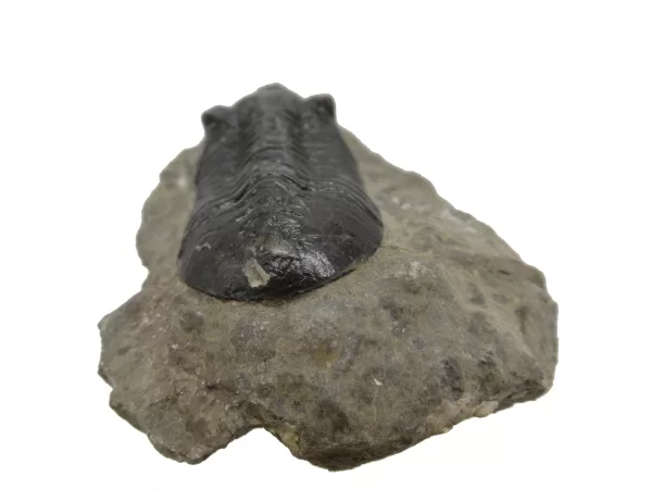 Genuine Devonian Morocconites Trilobite For Sale from Morocco 11c