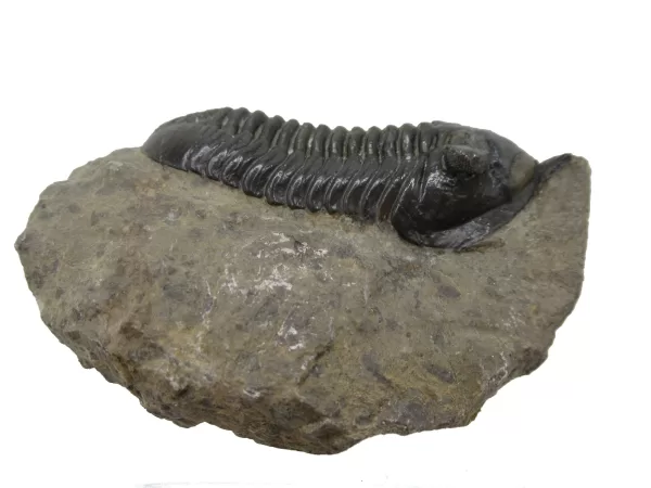 Genuine Devonian Morocconites Trilobite For Sale from Morocco 11d