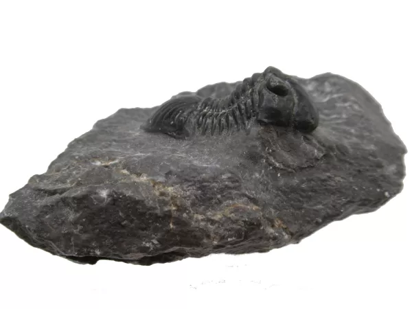 Genuine Devonian Age Paralejurus Trilobite Fossils for Sale from Morocco #10c