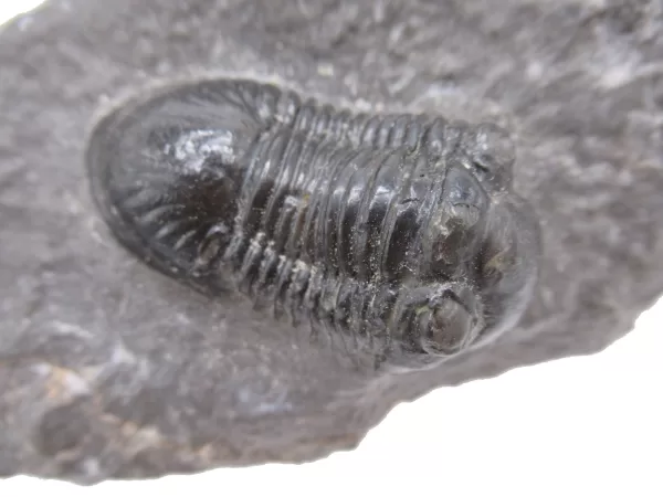 Genuine Devonian Age Paralejurus Trilobite Fossils for Sale from Morocco #10d