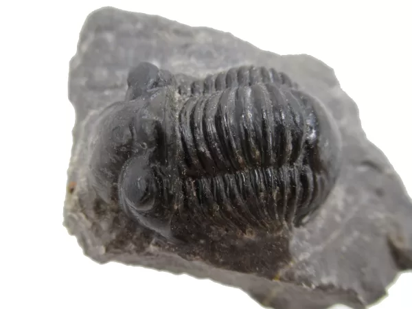 Genuine Devonian Age Paralejurus Trilobite Fossils for Sale from Morocco #12d