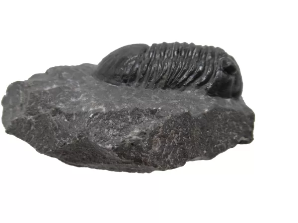 Genuine Devonian Age Paralejurus Trilobite Fossils for Sale from Morocco #13c