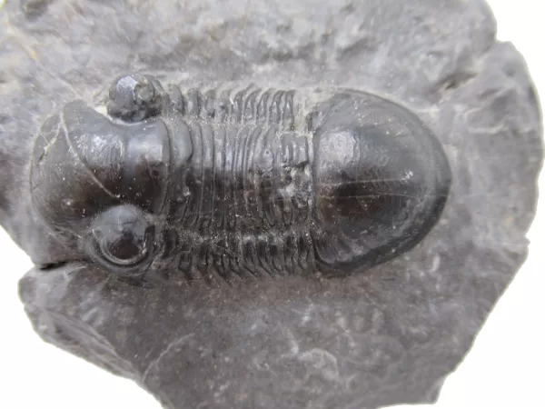 Genuine Devonian Age Paralejurus Trilobite Fossils for Sale from Morocco #14d