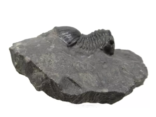 Genuine Devonian Age Paralejurus Trilobite Fossils for Sale from Morocco #3c