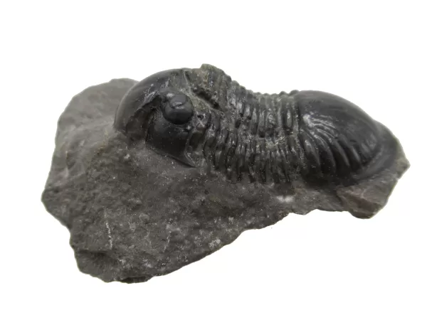 Genuine Devonian Age Paralejurus Trilobite Fossils for Sale from Morocco #4a