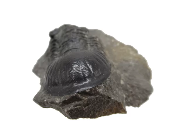 Genuine Devonian Age Paralejurus Trilobite Fossils for Sale from Morocco #4b