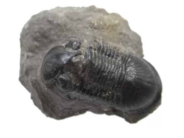 Genuine Devonian Age Paralejurus Trilobite Fossils for Sale from Morocco #4d