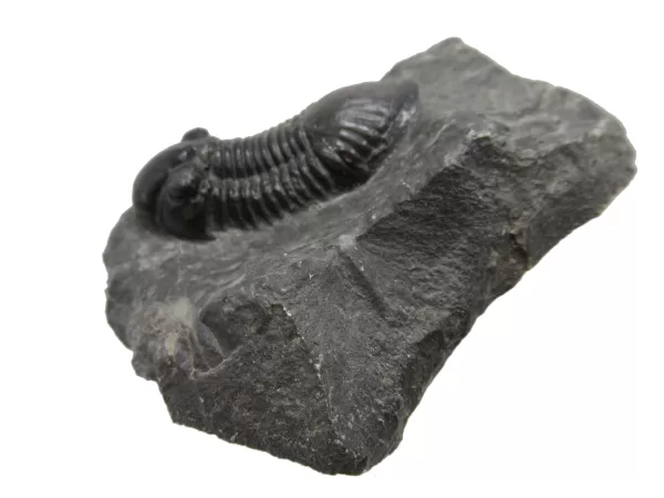 Genuine Devonian Age Paralejurus Trilobite Fossils for Sale from Morocco #5a