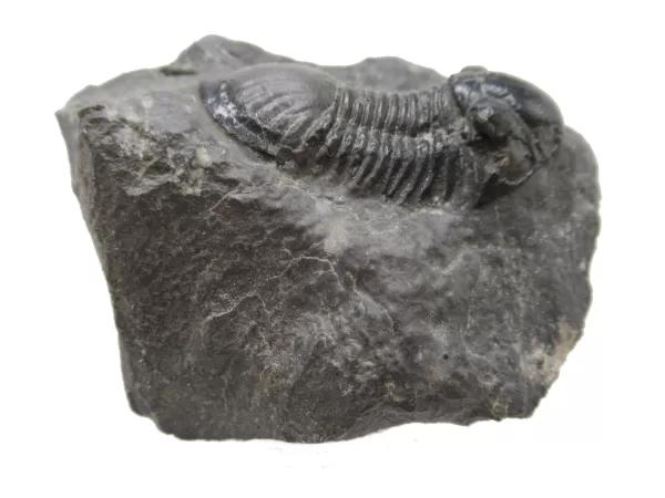 Genuine Devonian Age Paralejurus Trilobite Fossils for Sale from Morocco #5c