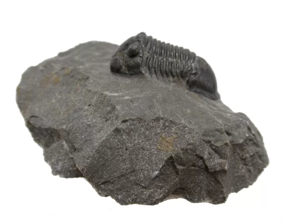 Genuine Devonian Age Paralejurus Trilobite Fossils for Sale from Morocco #6a