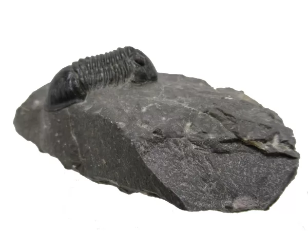 Genuine Devonian Age Paralejurus Trilobite Fossils for Sale from Morocco #6c