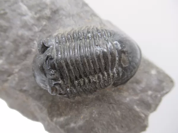 Genuine Devonian Age Paralejurus Trilobite Fossils for Sale from Morocco #6d