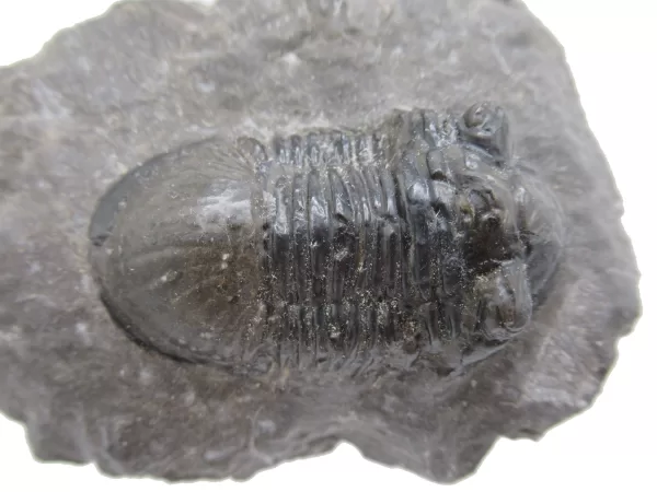 Genuine Devonian Age Paralejurus Trilobite Fossils for Sale from Morocco #9d