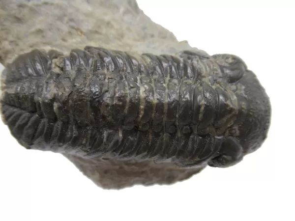 Genuine Fossil Devoniana Age Phacops Trilobite Fossils for Sale from Morocco #1d